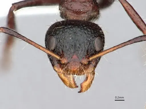 Dolichoderus semirugosus specimen CASENT0842692 image casent0842692_2