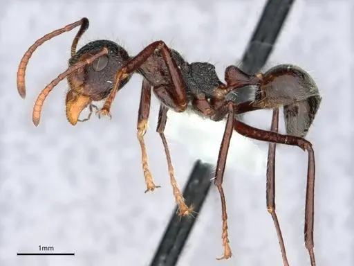 Dolichoderus semirugosus specimen CASENT0842692 image casent0842692_3