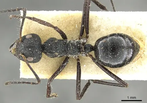 Dolichoderus semirugosus specimen CASENT0902968 image casent0902968_1