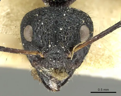 Dolichoderus semirugosus specimen CASENT0902968 image casent0902968_2
