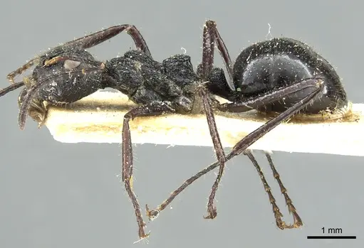 Dolichoderus semirugosus specimen CASENT0902968 image casent0902968_3