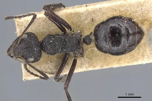 Dolichoderus semirugosus specimen CASENT0915555 image casent0915555_1