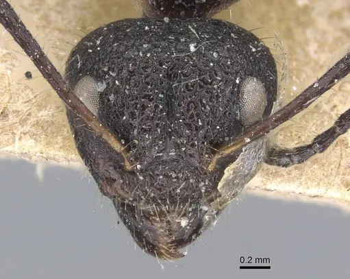 Dolichoderus semirugosus specimen CASENT0915555 image casent0915555_2