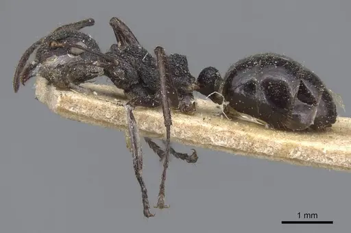 Dolichoderus semirugosus specimen CASENT0915555 image casent0915555_3
