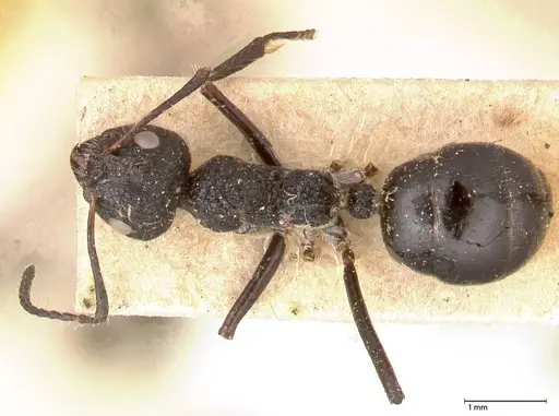 Dolichoderus semirugosus specimen FOCOL0544 image focol0544_1