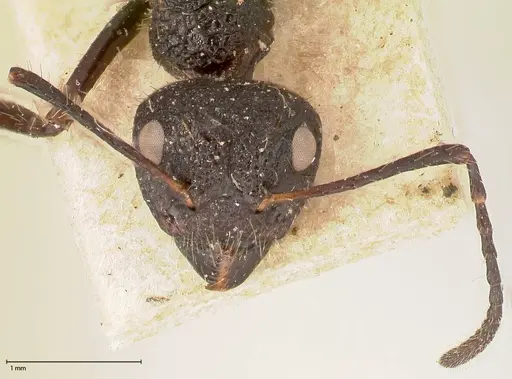 Dolichoderus semirugosus specimen FOCOL0544 image focol0544_2