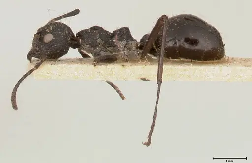 Dolichoderus semirugosus specimen FOCOL0544 image focol0544_3