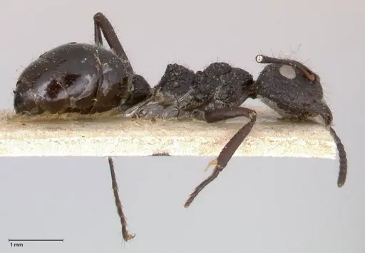 Dolichoderus semirugosus specimen FOCOL0544 image focol0544_4