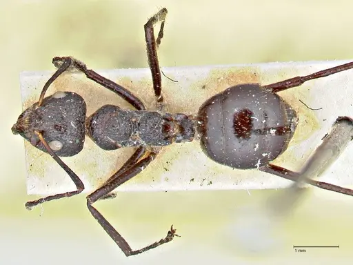 Dolichoderus semirugosus specimen FOCOL2778 image focol2778_1