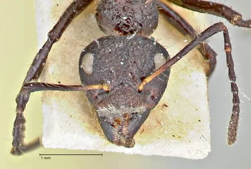 Dolichoderus semirugosus specimen FOCOL2778 image focol2778_2