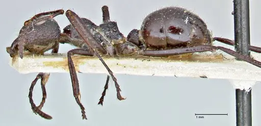 Dolichoderus semirugosus specimen FOCOL2778 image focol2778_3
