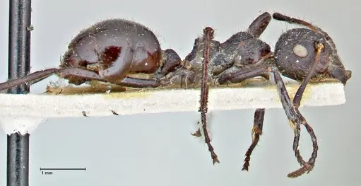 Dolichoderus semirugosus specimen FOCOL2778 image focol2778_4