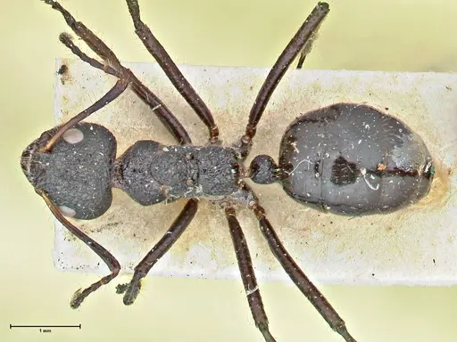 Dolichoderus semirugosus specimen FOCOL2779 image focol2779_1