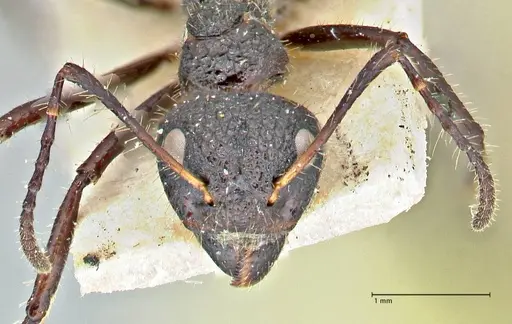 Dolichoderus semirugosus specimen FOCOL2779 image focol2779_2