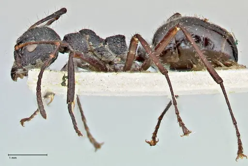 Dolichoderus semirugosus specimen FOCOL2779 image focol2779_3