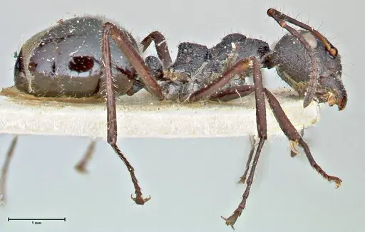 Dolichoderus semirugosus specimen FOCOL2779 image focol2779_4