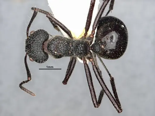 Dolichoderus semirugosus specimen SMFHYM0008904 image smfhym0008904_1