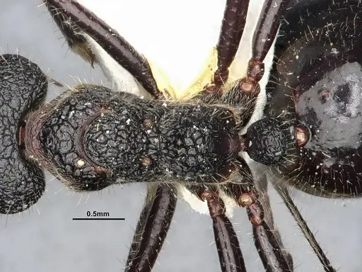 Dolichoderus semirugosus specimen SMFHYM0008904 image smfhym0008904_2
