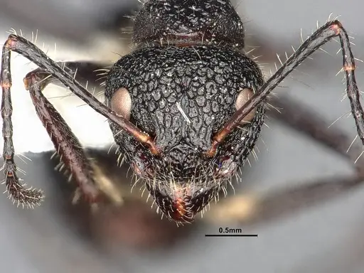 Dolichoderus semirugosus specimen SMFHYM0008904 image smfhym0008904_3