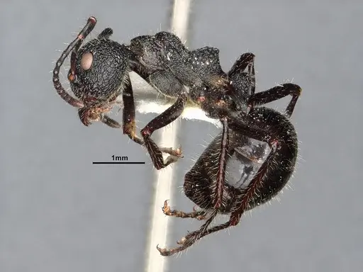 Dolichoderus semirugosus specimen SMFHYM0008904 image smfhym0008904_4