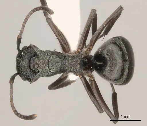 Dolichoderus septemspinosus specimen CASENT0217404 image casent0217404_1
