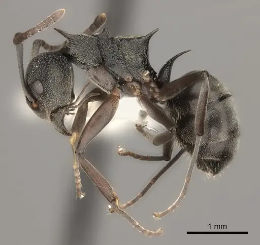 Dolichoderus septemspinosus specimen CASENT0217404 image casent0217404_3