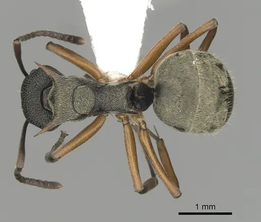 Dolichoderus septemspinosus specimen CASENT0249652 image casent0249652_1