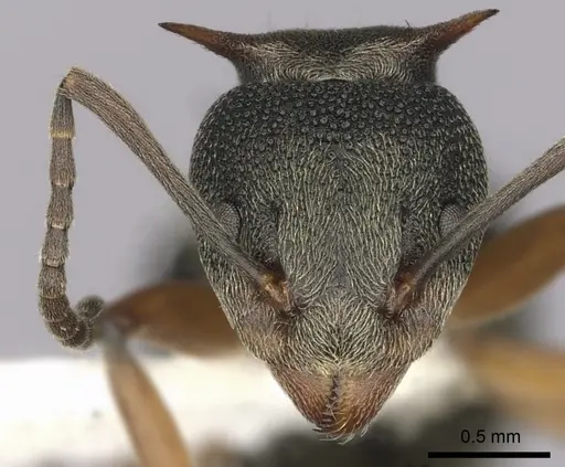 Dolichoderus septemspinosus specimen CASENT0249652 image casent0249652_2