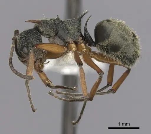 Dolichoderus septemspinosus specimen CASENT0249652 image casent0249652_3