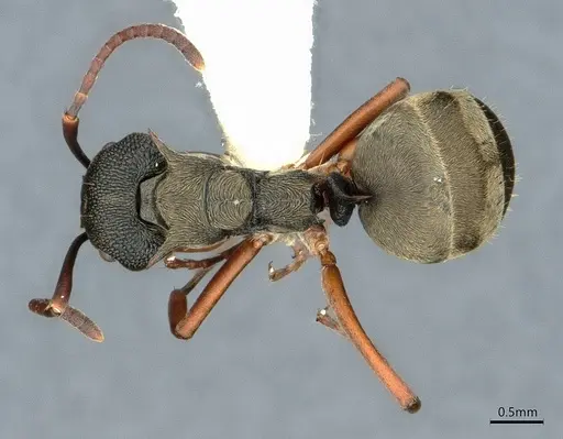 Dolichoderus septemspinosus specimen CASENT0886021 image casent0886021_1