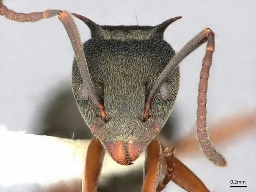 Dolichoderus septemspinosus specimen CASENT0886021 image casent0886021_2