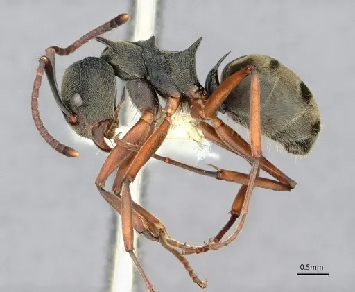 Dolichoderus septemspinosus specimen CASENT0886021 image casent0886021_3