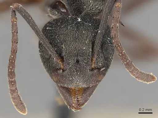 Dolichoderus septemspinosus specimen CASENT0905033 image casent0905033_2