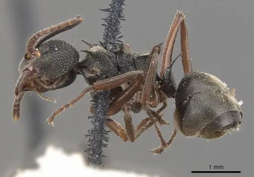 Dolichoderus septemspinosus specimen CASENT0905033 image casent0905033_3