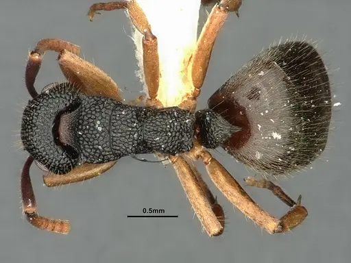Dolichoderus setosus specimen INBIOCRI002281821 image inbiocri002281821_1