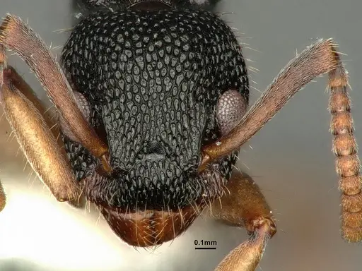 Dolichoderus setosus specimen INBIOCRI002281821 image inbiocri002281821_2