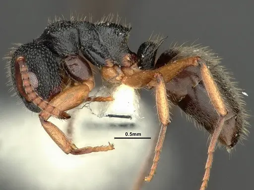 Dolichoderus setosus specimen INBIOCRI002281821 image inbiocri002281821_3