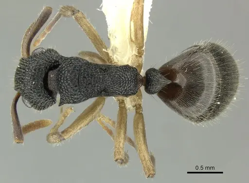 Dolichoderus setosus specimen INBIOCRI002281828 image inbiocri002281828_1