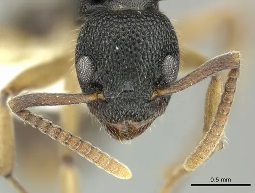 Dolichoderus setosus specimen INBIOCRI002281828 image inbiocri002281828_2