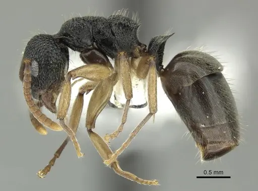 Dolichoderus setosus specimen INBIOCRI002281828 image inbiocri002281828_3