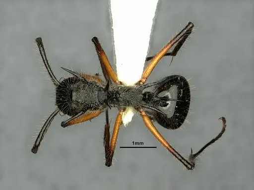 Dolichoderus shattucki specimen CASENT0632946 image casent0632946_1