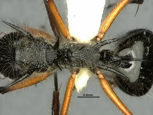Dolichoderus shattucki specimen CASENT0632946 image casent0632946_2
