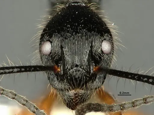 Dolichoderus shattucki specimen CASENT0632946 image casent0632946_3