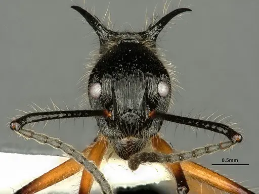 Dolichoderus shattucki specimen CASENT0632946 image casent0632946_4