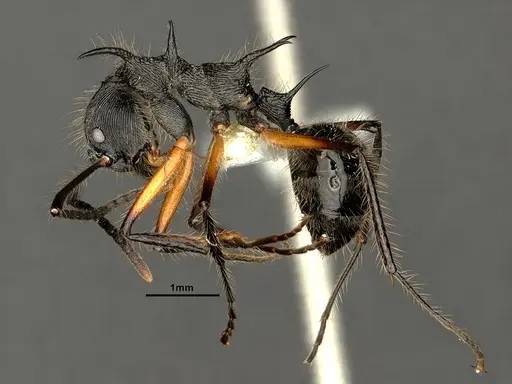 Dolichoderus shattucki specimen CASENT0632946 image casent0632946_5