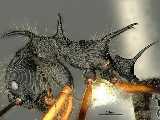 Dolichoderus shattucki specimen CASENT0632946 image casent0632946_6