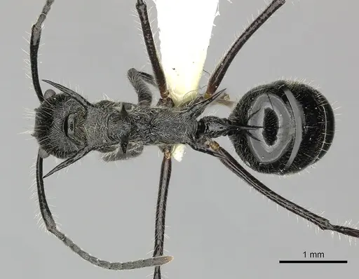 Dolichoderus shattucki specimen JTLC000003181 image jtlc000003181_1