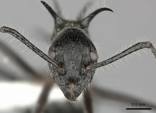 Dolichoderus shattucki specimen JTLC000003181 image jtlc000003181_2