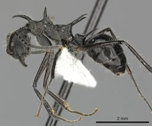Dolichoderus shattucki specimen JTLC000003181 image jtlc000003181_3
