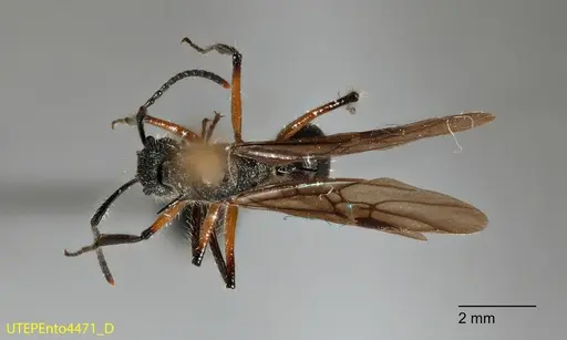 Dolichoderus shattucki specimen UTEPENTO4471 image utepento4471_1